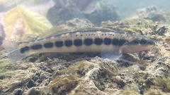 Percina aurantiaca