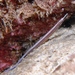 Sawtooth Pipefish - Photo (c) David Spencer Muirhead, some rights reserved (CC BY-NC), uploaded by David Spencer Muirhead