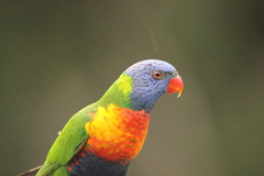 Trichoglossus moluccanus moluccanus