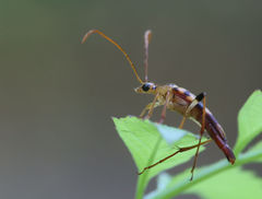 Strangalia luteicornis