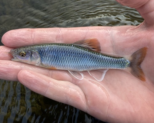 Whitetail shiner (Cyprinella galactura) — Cyprinidae — 2