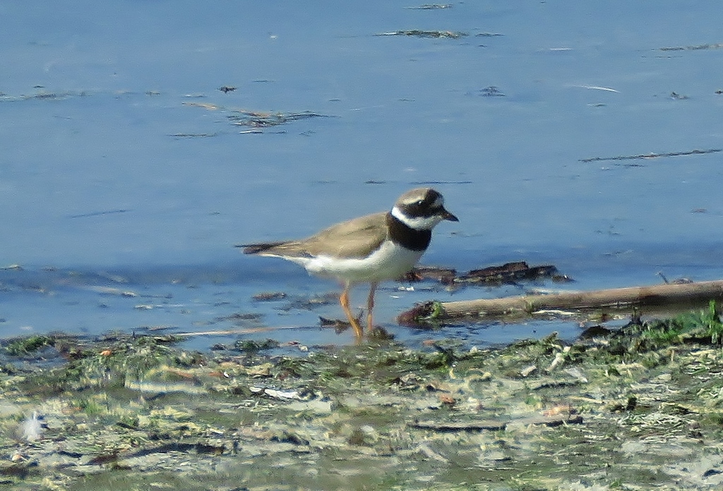 Common Ringed Plover from Strathcona, BC, Canada on September 4, 2018