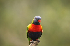 Trichoglossus moluccanus moluccanus