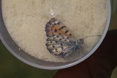 Polycaena tamerlana