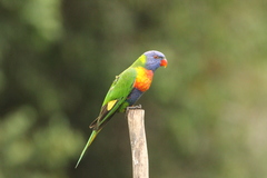 Trichoglossus moluccanus moluccanus