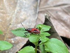 Pyrrhocoroidea
