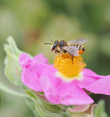 Megachile ericetorum