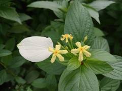 Pseudomussaenda flava