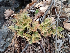 Asplenium cuneifolium