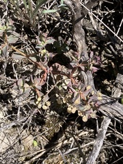 Euphorbia falcata