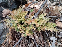 Asplenium cuneifolium
