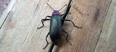 Strongylium auratum