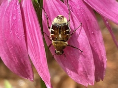 Trichiotinus piger