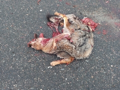 Lycalopex gymnocercus