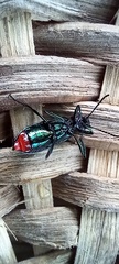 Strongylium auratum