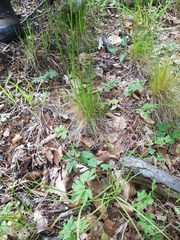 Festuca heterophylla