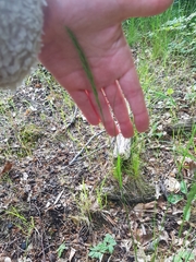 Festuca heterophylla