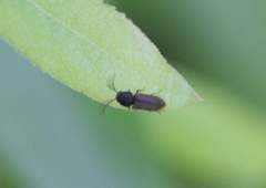 Ptilinus