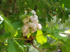 Aesculus hippocastanum