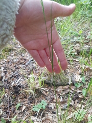 Festuca heterophylla