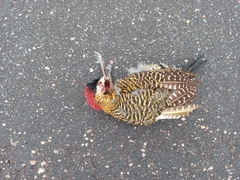 Colaptes melanochloros