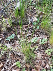 Festuca heterophylla