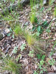 Festuca heterophylla