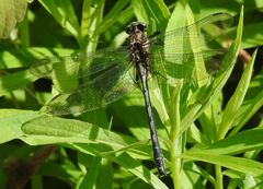 Phanogomphus descriptus