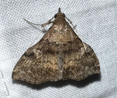 Phlyctaina irrigualis