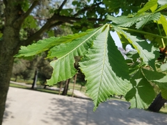 Aesculus hippocastanum