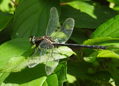 Phanogomphus descriptus