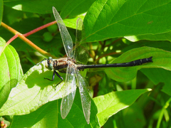 Phanogomphus descriptus