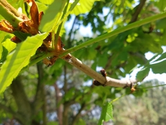 Aesculus hippocastanum