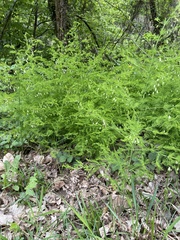 Asparagus tenuifolius