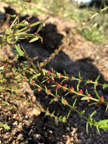 Red Toothcup (Ammannia prieuriana)