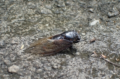 Cryptotympana mandarina