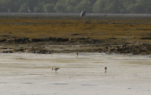 Curlew Sandpiper