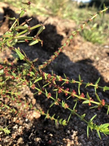 Image of Ammannia prieuriana by (c) Caroline Voget, some rights reserved (CC BY)