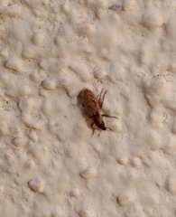 Microlarinus lareynii