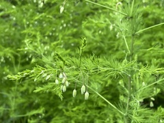 Asparagus tenuifolius