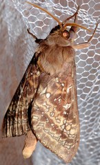 Oxycanus australis