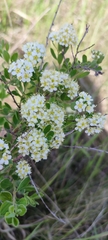 Spiraea crenata