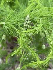 Asparagus tenuifolius