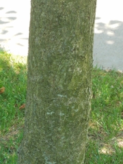 Aesculus hippocastanum