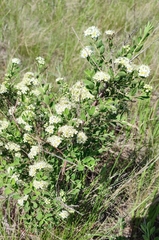 Spiraea crenata