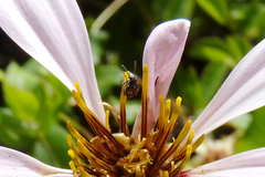 Lithraeus elegans