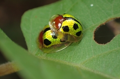 Chiridopsis bowringii