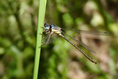 Lestes undulatus