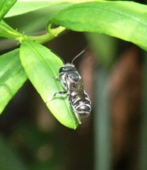 Megachile