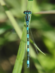 Coenagrion mercuriale